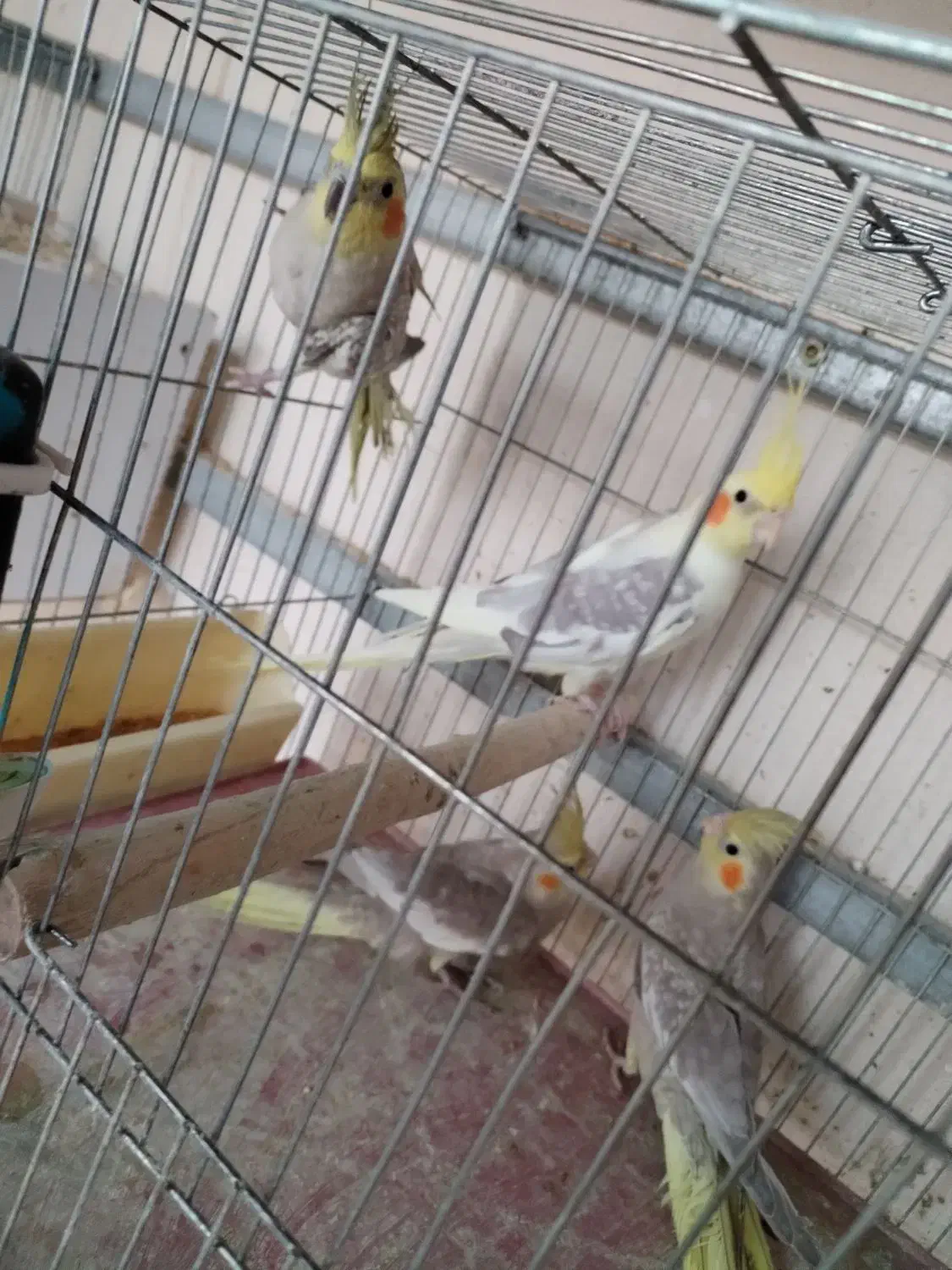 فروش عروس هلندی|پرنده|میانه, |دیوار