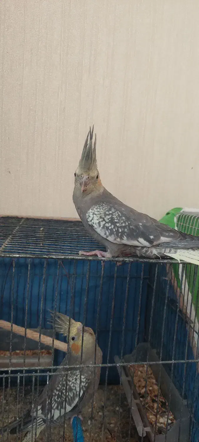 عروس ومرغ عشق|پرنده|اصفهان, جلالیه|دیوار