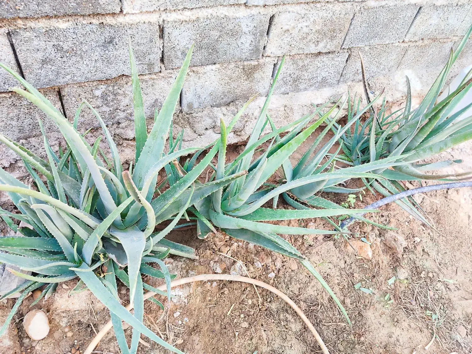 گیاه آلوئه ورا|گل و گیاه طبیعی|امیدیه, |دیوار