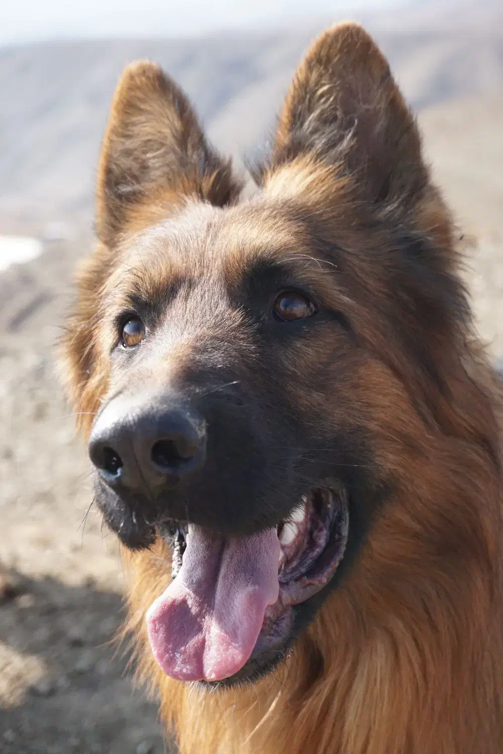 واگذاری سگ ژرمن اصلیل|سگ|اصفهان, جلفا|دیوار