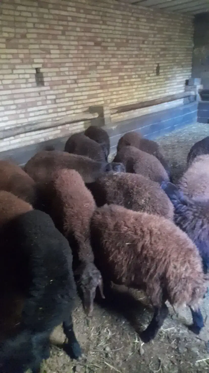 بره نر گوشتی|حیوانات مزرعه|صوفیان, |دیوار