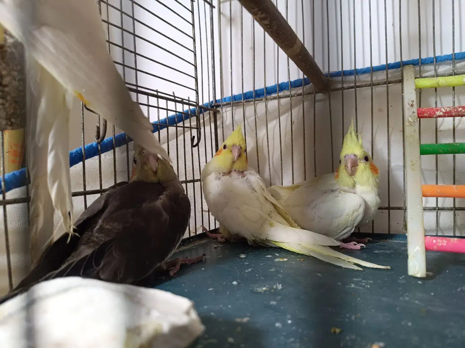 جوجه عروس هلندی|پرنده|قم, اسمعیل آباد|دیوار