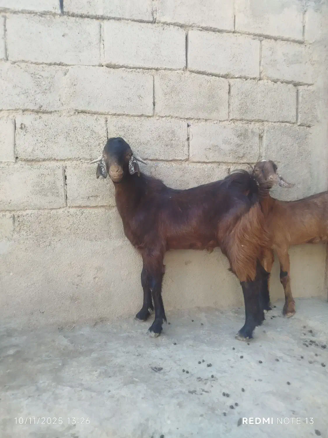 دوعددکهره|حیوانات مزرعه|زابل, |دیوار