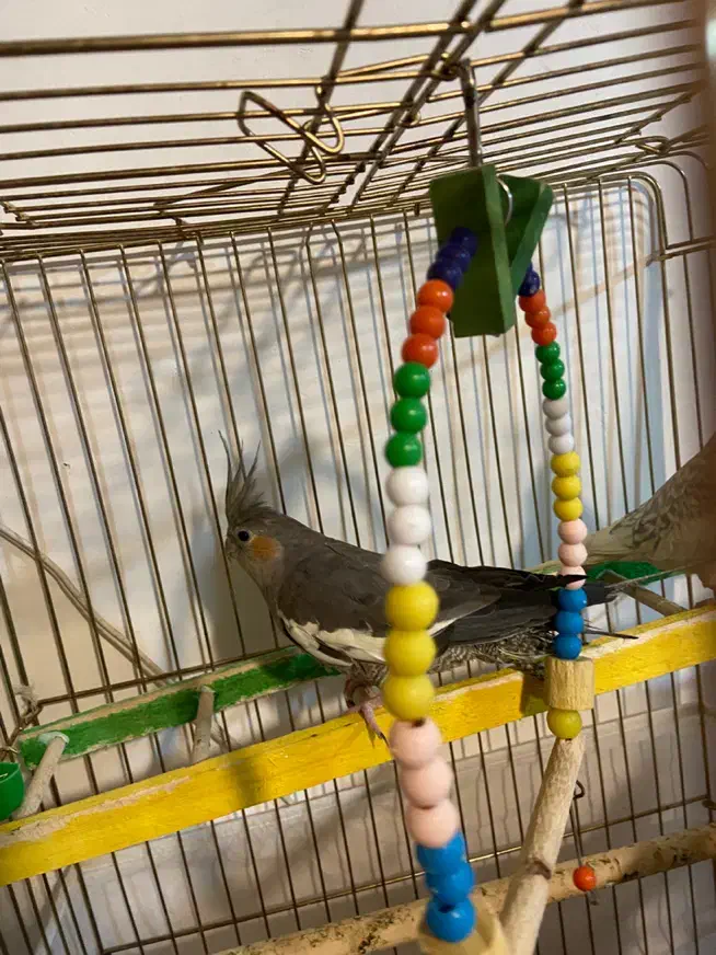 عروس هلندی|پرنده|پلدشت, |دیوار