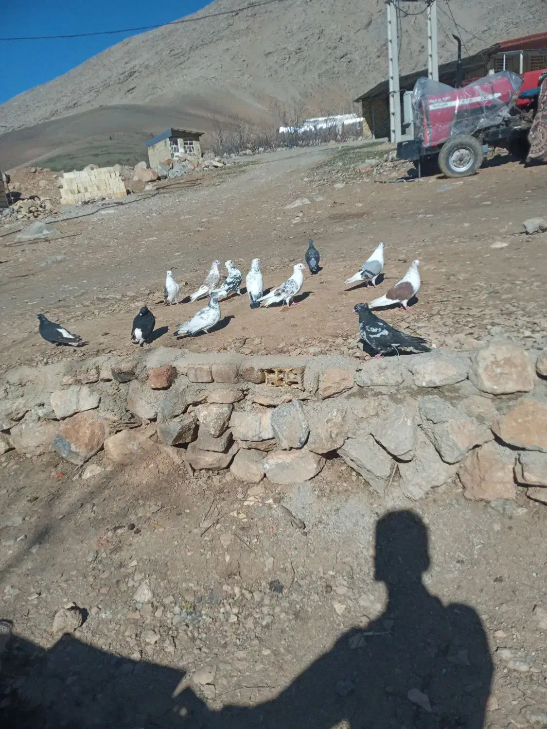 ۱۲ تا کفتر|پرنده|بیرانوند, |دیوار