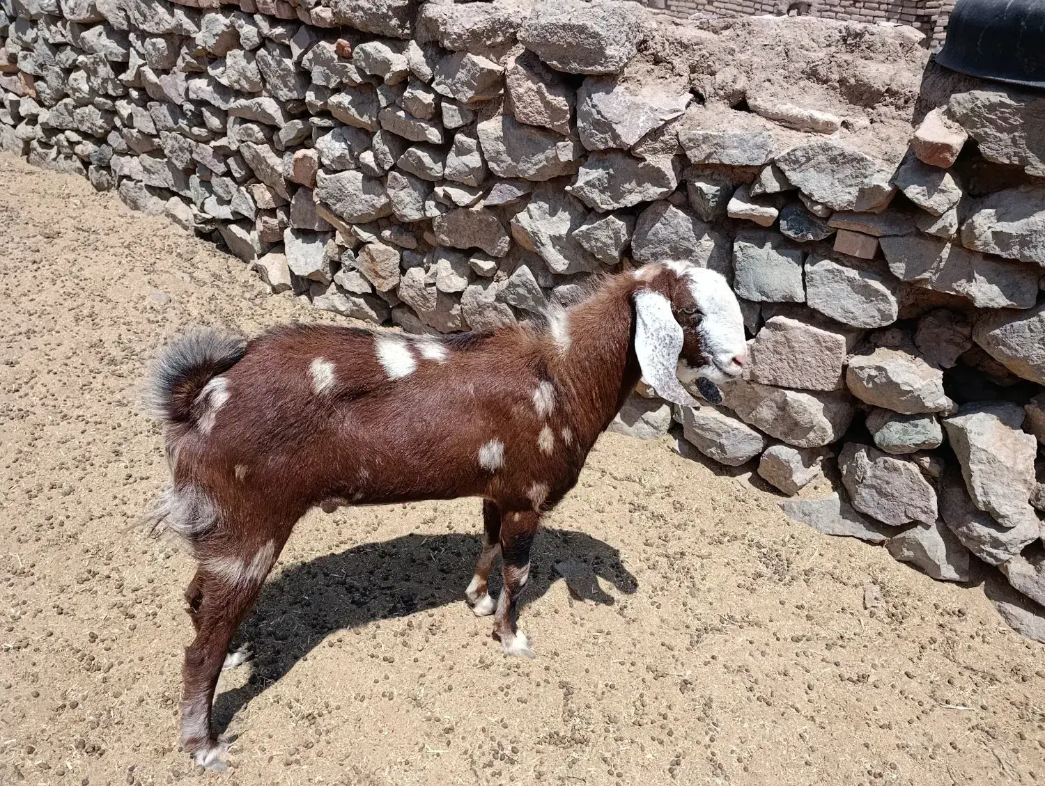 بزو بزغاله|حیوانات مزرعه|بیرجند, |دیوار