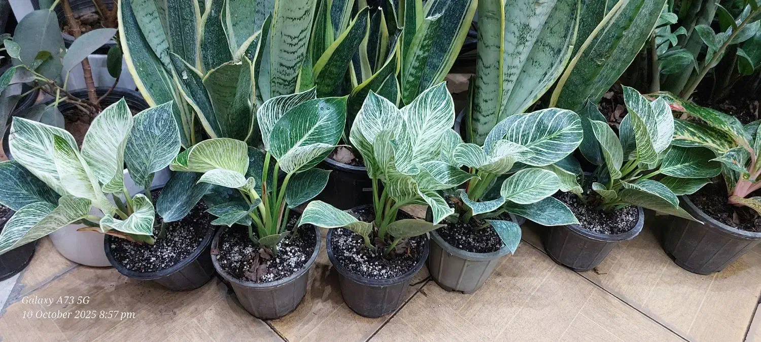 انواع گل وگیاه آپارتمانی زاموفیلیا بونسای جیسینگ و|گل و گیاه طبیعی|مشهد, قائم|دیوار