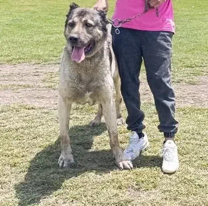 سگ سرابی|سگ|ویلکیج, |دیوار