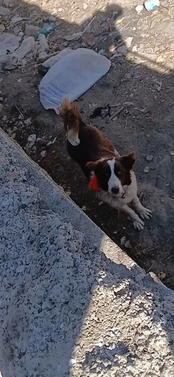 واگذاری سگ|سگ|الیگودرز, |دیوار