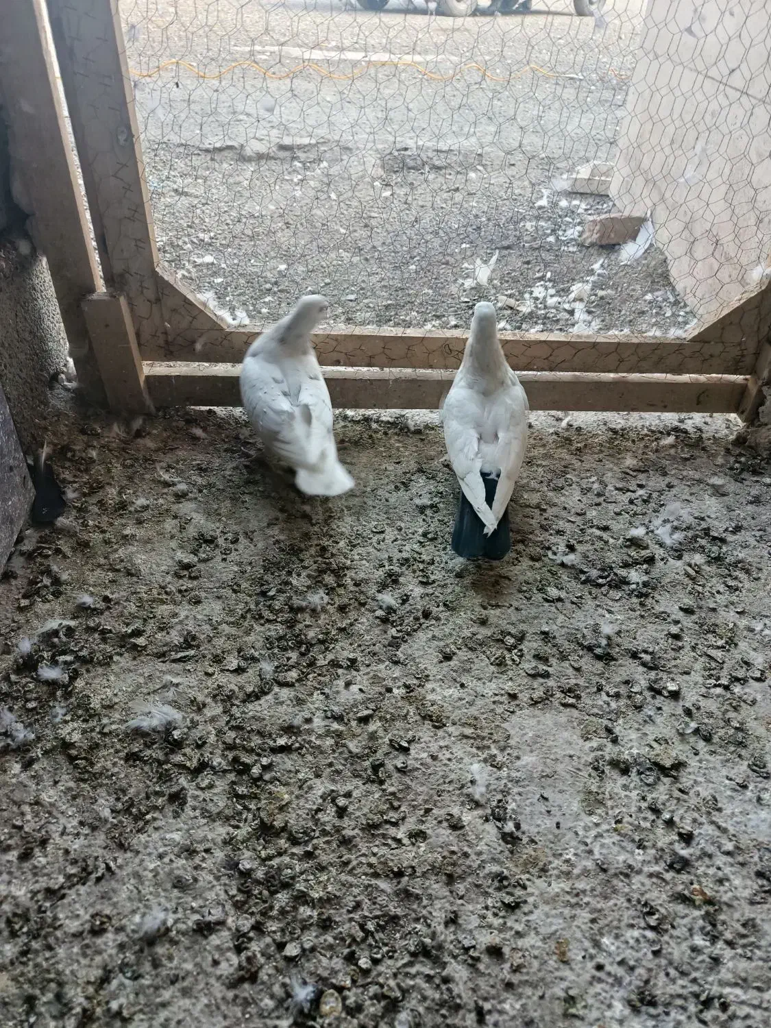 3تا غریب گیری|پرنده|شهریار, شهرک وائین|دیوار