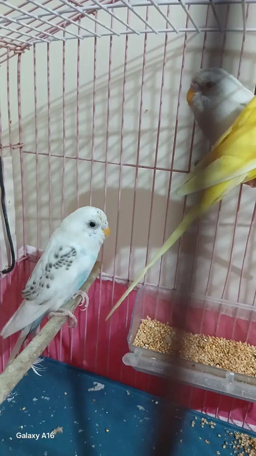 ۳تامرغ عشق ویک عددعروس هلندی نر|پرنده|ایذه, |دیوار