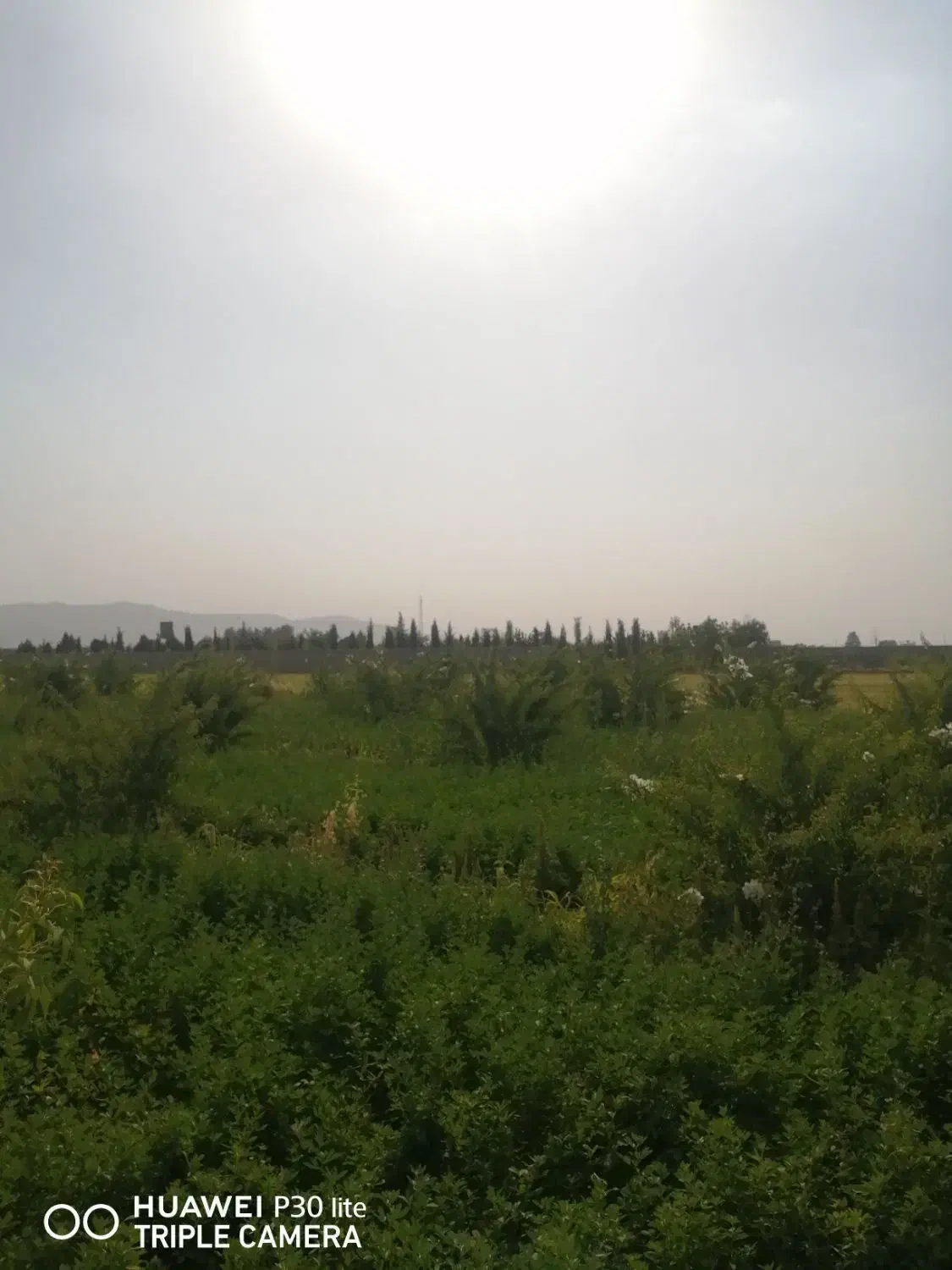 زمین باغی داخل مجموعه دارای اب برق گاز جاده جونجان|فروش زمین و ملک کلنگی|مرودشت, ده بید|دیوار