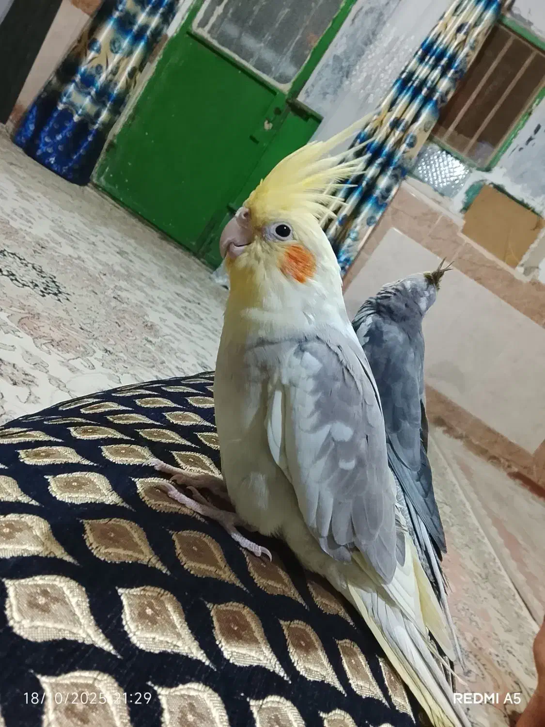 عروس هلندی|پرنده|نیمروز, |دیوار