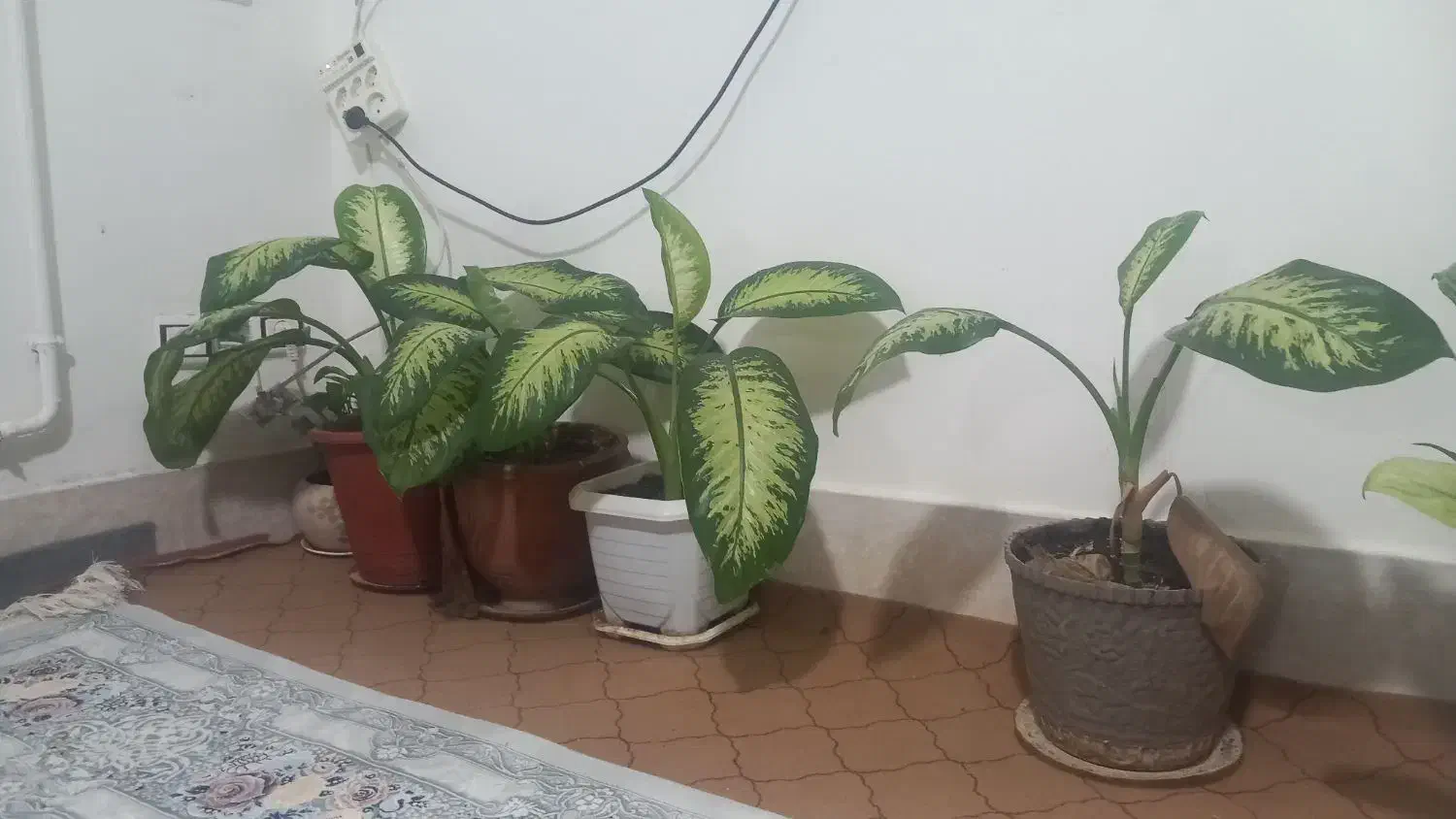 گل های دیفن باخیا|گل و گیاه طبیعی|قیدار, |دیوار