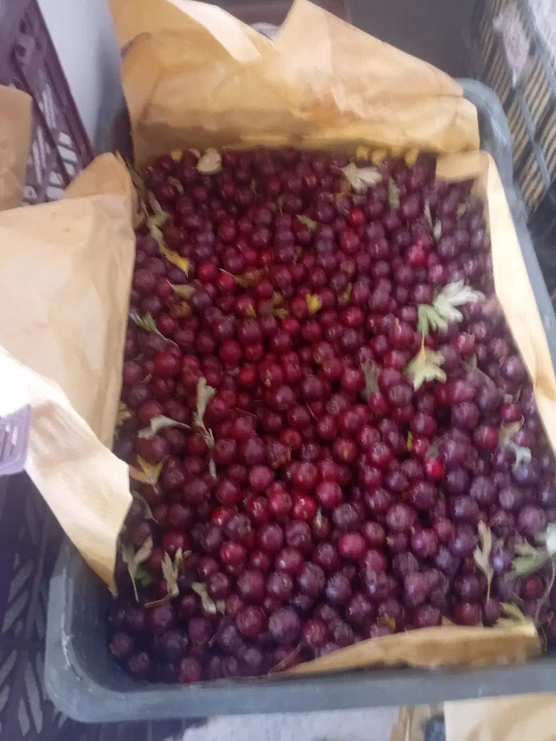 زال زالک|عمده‌فروشی|تاکستان, |دیوار