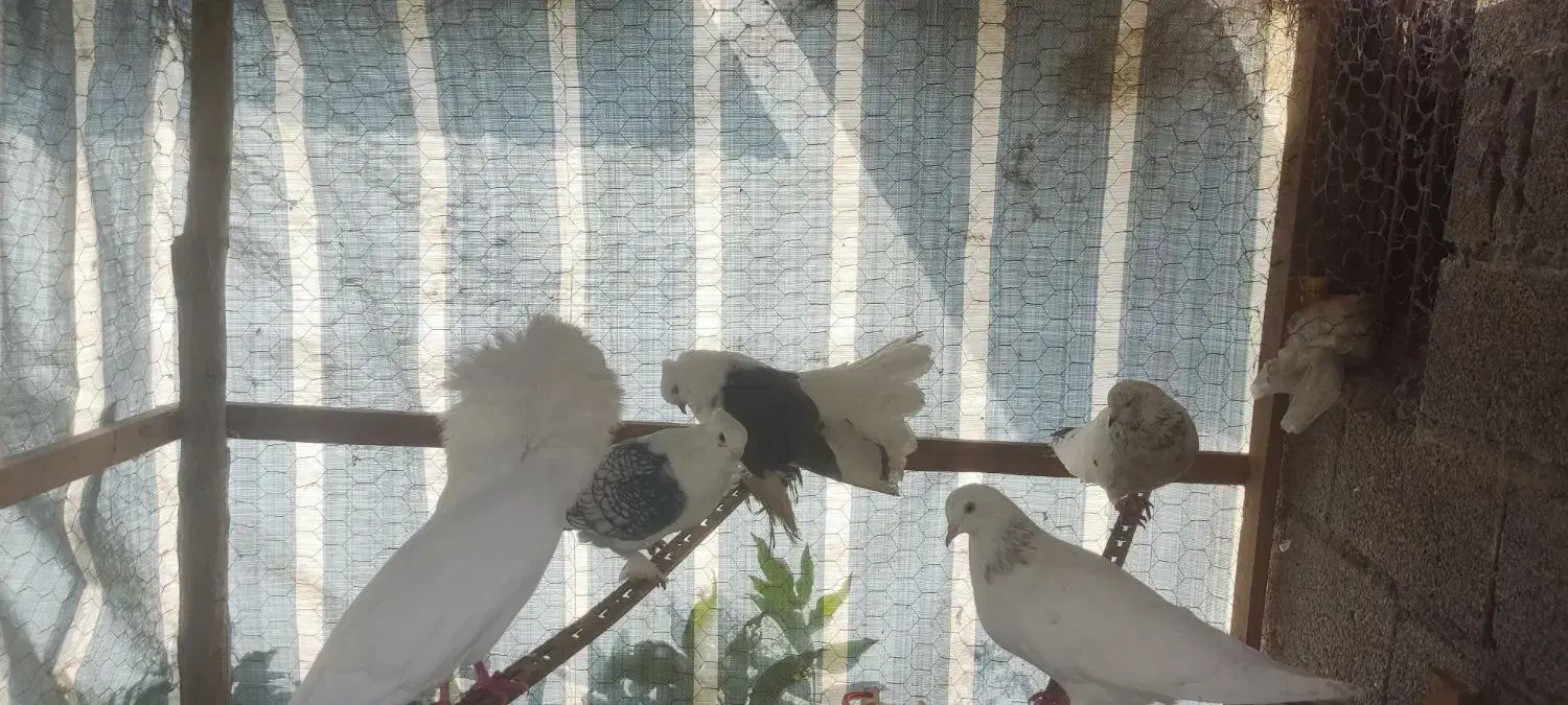 کبوتر زینتی  دم چتری شامپیون بلژیکی|پرنده|رضوانشهر, |دیوار