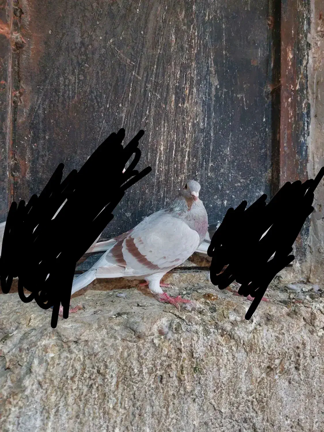 کبوتر|پرنده|برازجان, |دیوار