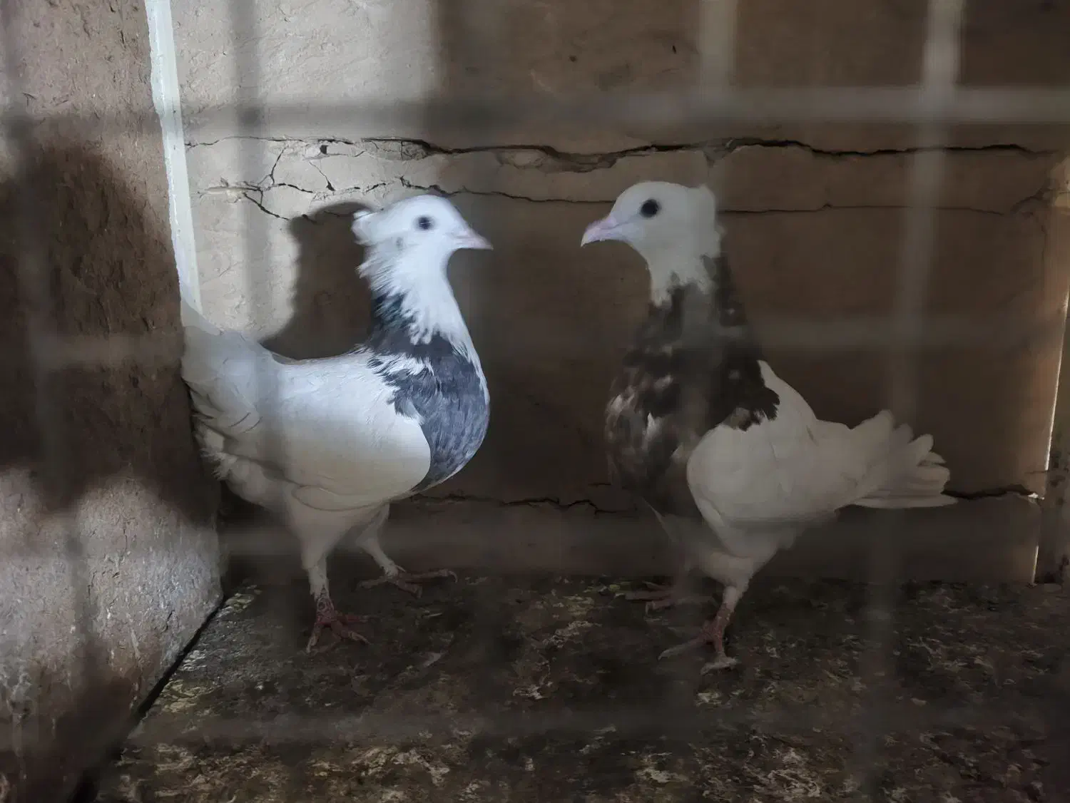 یهودی|پرنده|قم, شهرک توانیر|دیوار