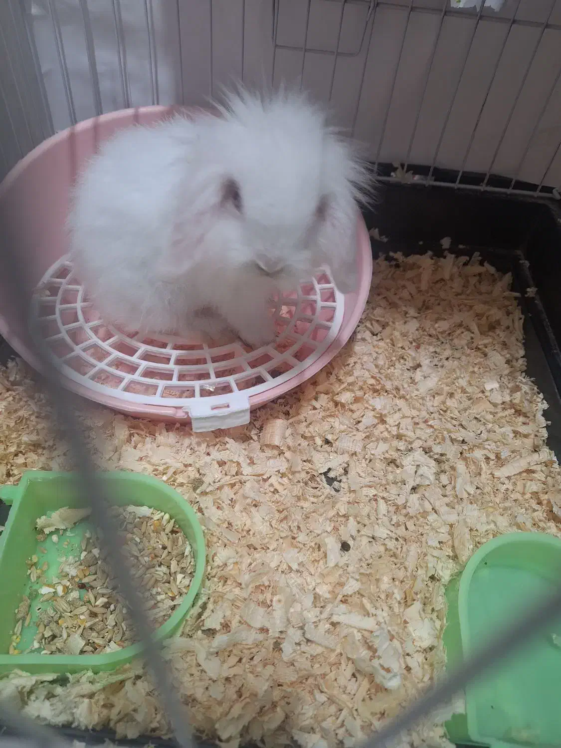 خرگوش|موش و خرگوش|اهواز, کیانشهر|دیوار