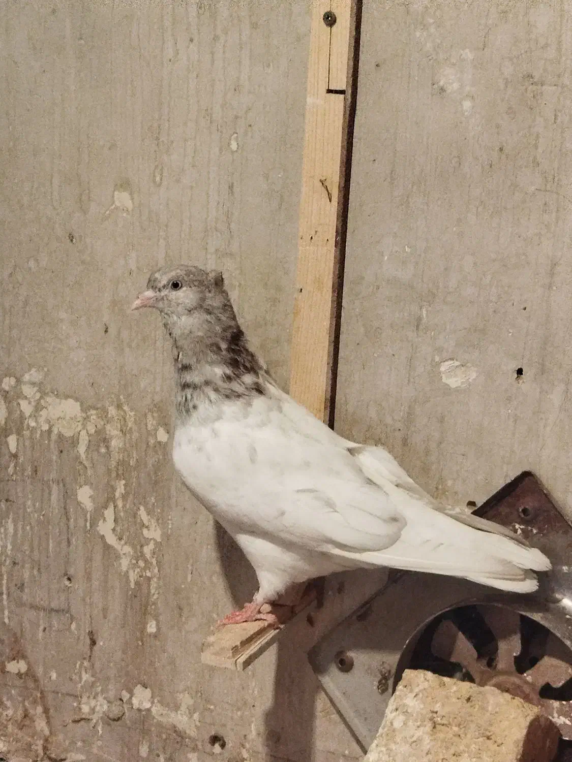 کله الماسی نر|پرنده|مشهد, بلال|دیوار