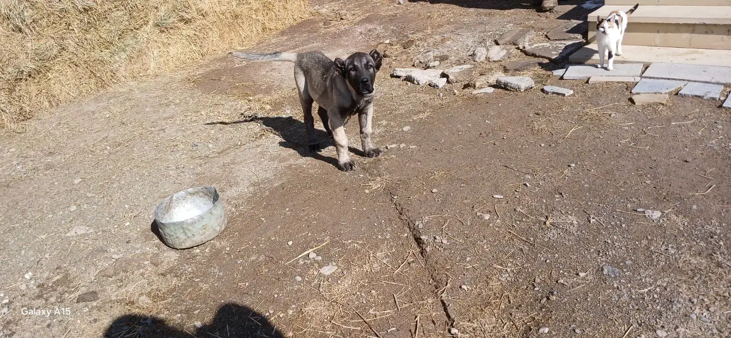 توله سگ نر|سگ|سراب, |دیوار