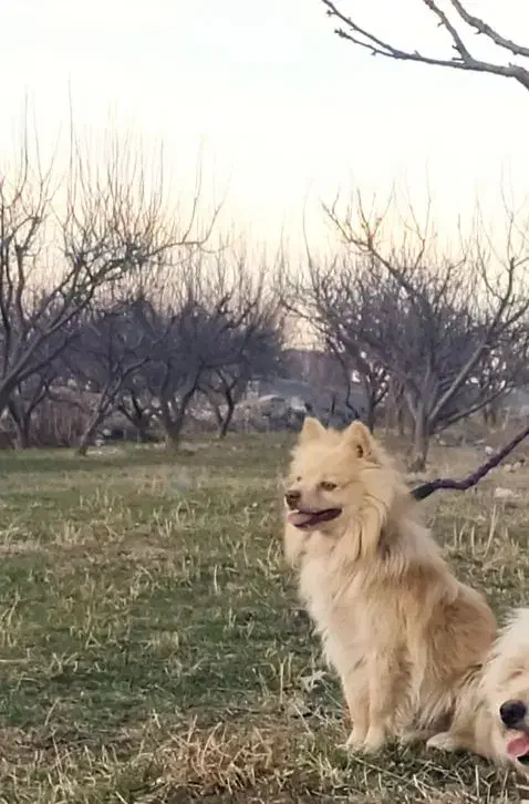 سگ نر|سگ|اردبیل, |دیوار