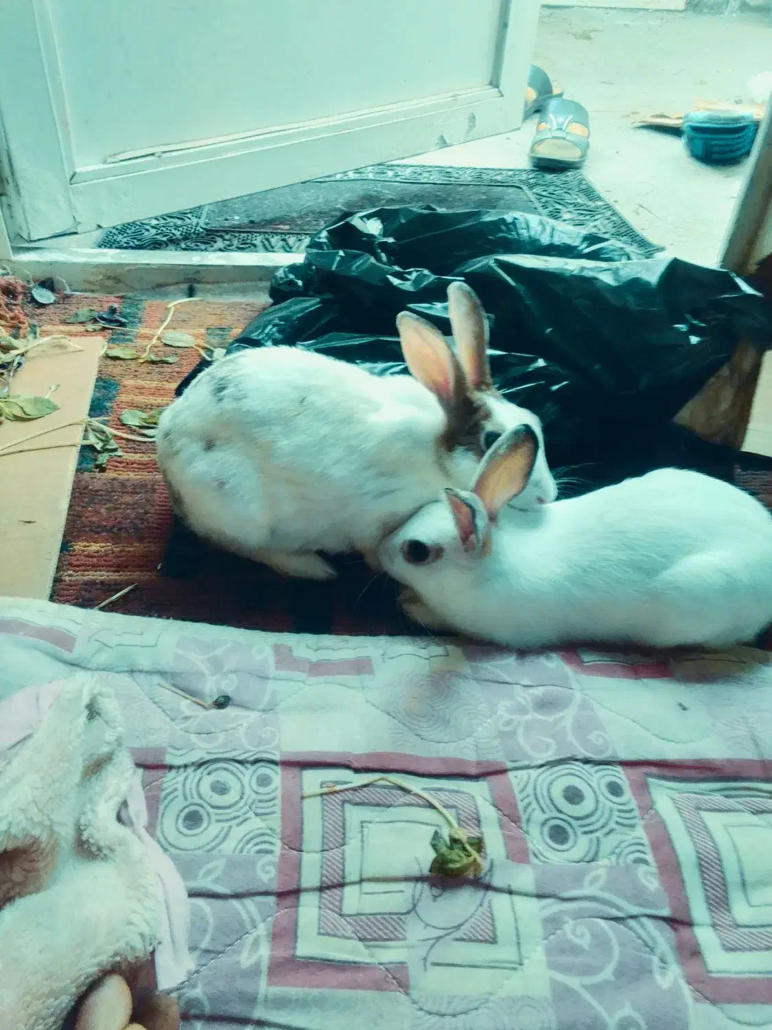 خرگوش|موش و خرگوش|کیش, |دیوار