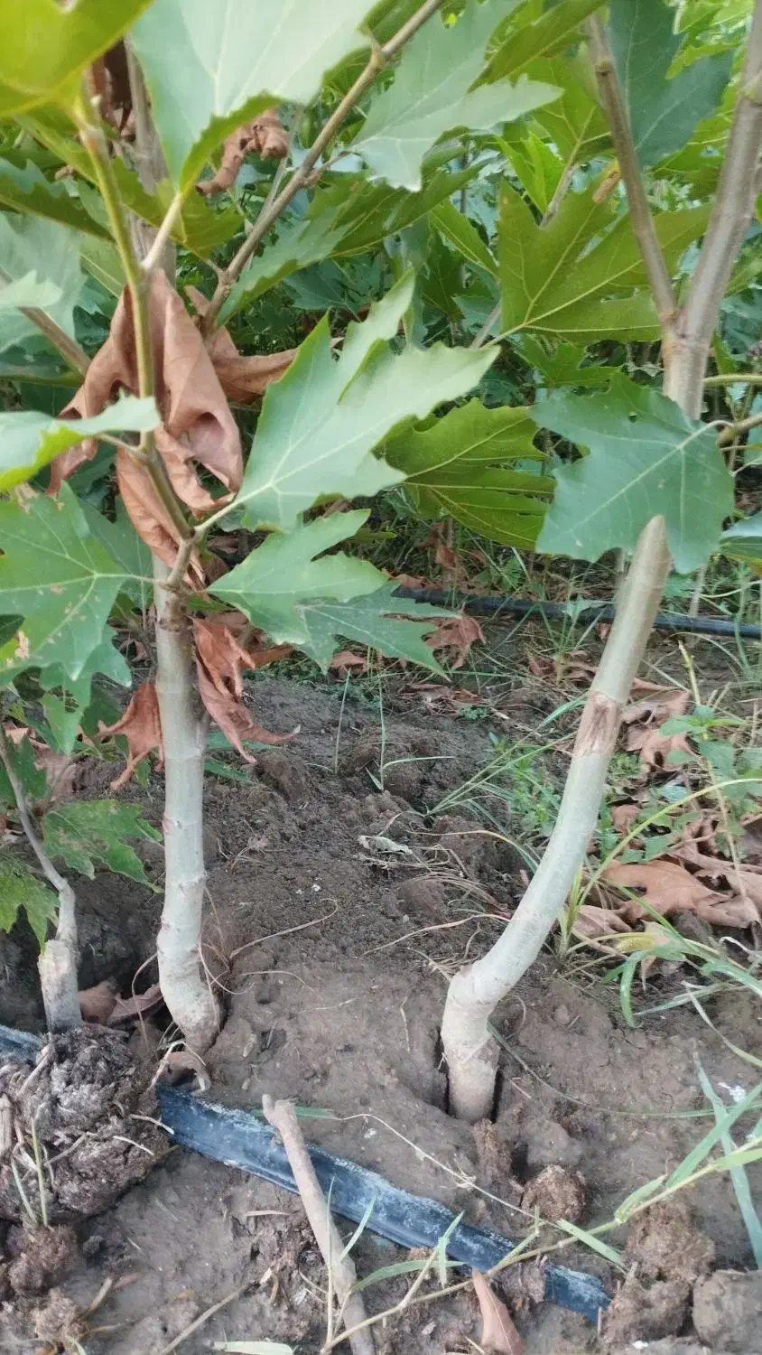 چنار|خدمات باغبانی و درختکاری|پاکدشت, پاکدشت (مامازند)|دیوار