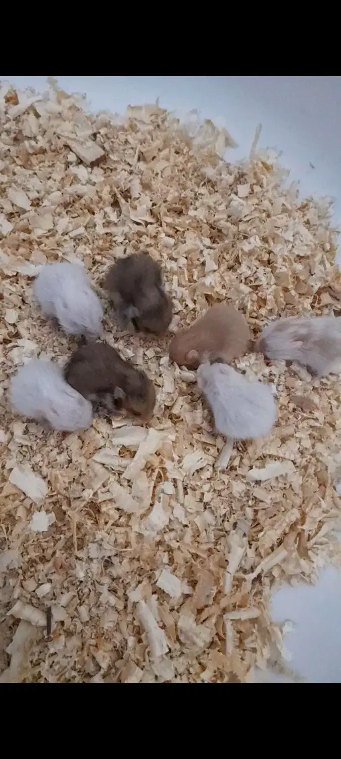 همستر قیمت مناسب|موش و خرگوش|بوشهر, |دیوار