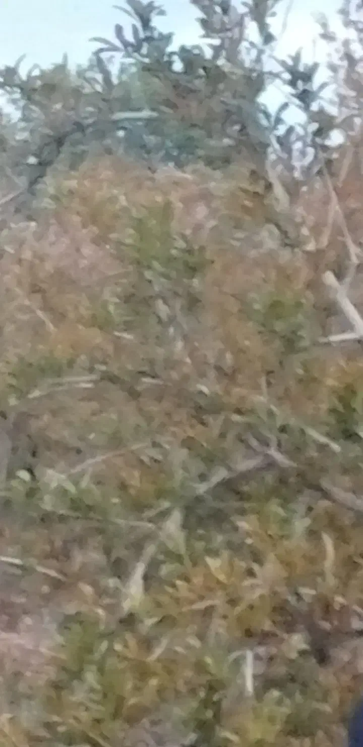 کاه یونجه|خدمات باغبانی و درختکاری|کبودرآهنگ, |دیوار