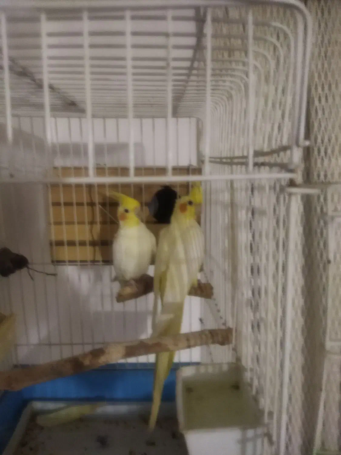 عروس هلندی|پرنده|هشتگرد, ینگی امام|دیوار