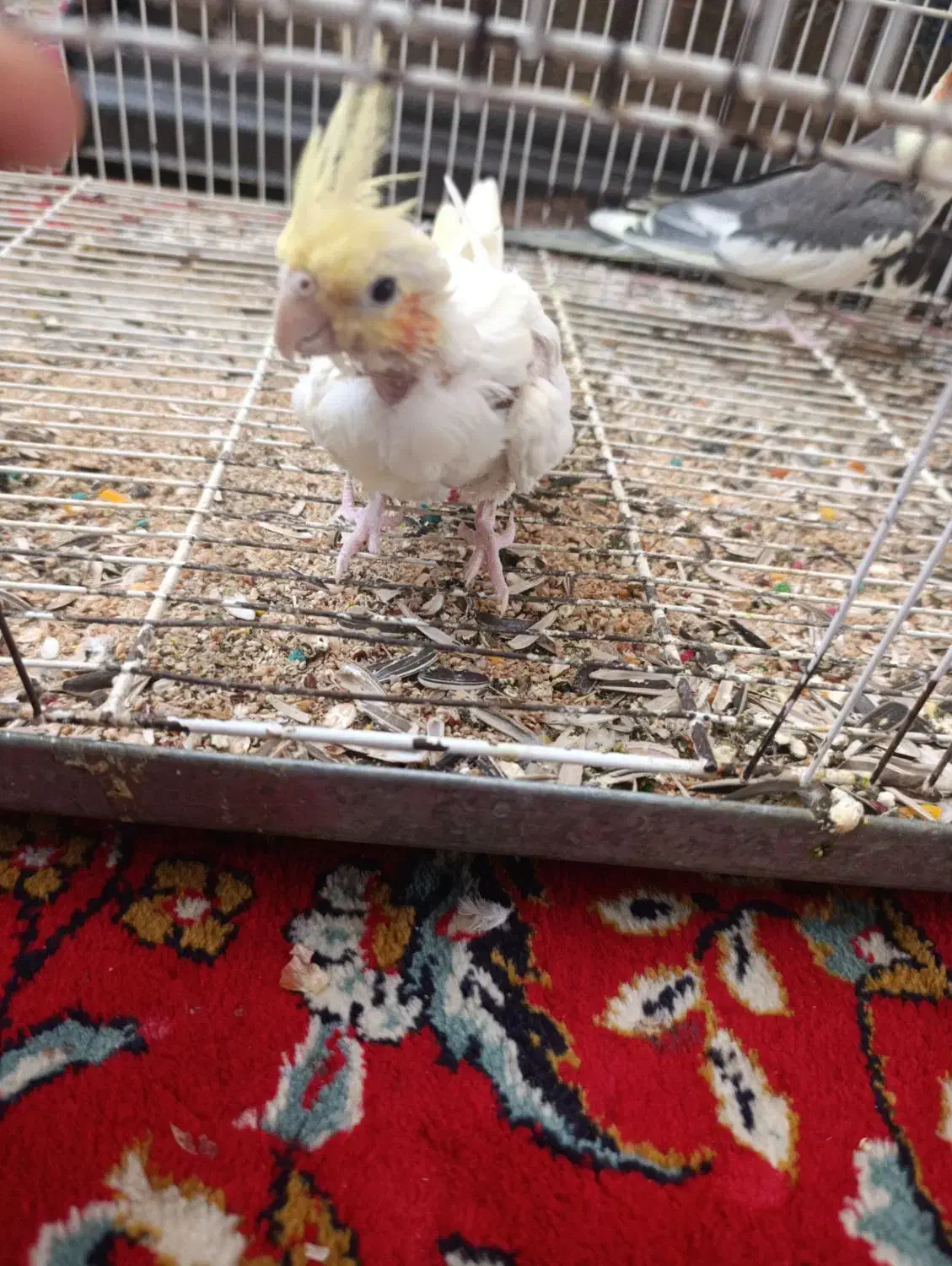 یک جفت عروس هلندی|پرنده|شیروان (خراسان), |دیوار