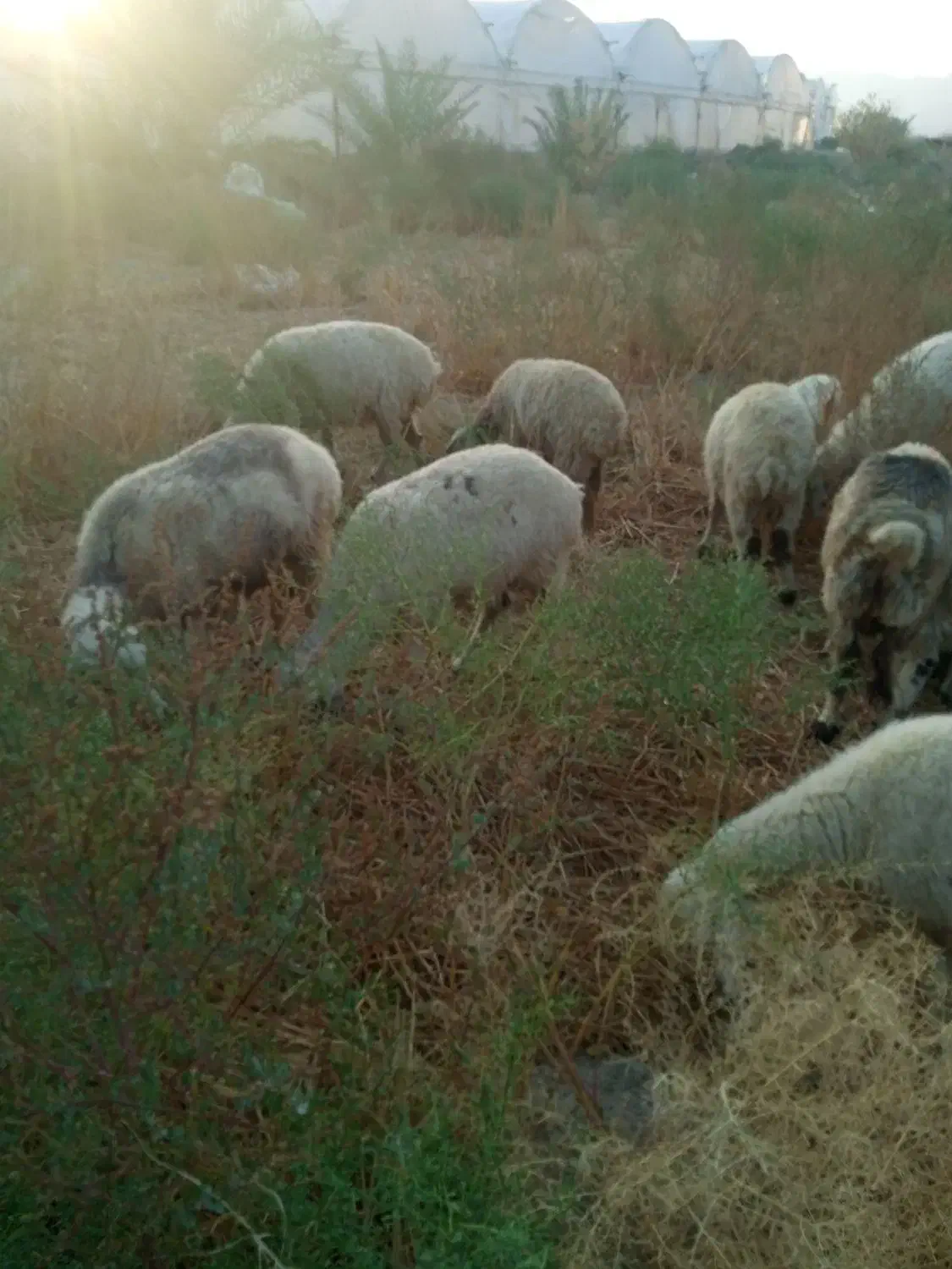 میش فروشی ارزوئیه|حیوانات مزرعه|ارزوئیه, |دیوار