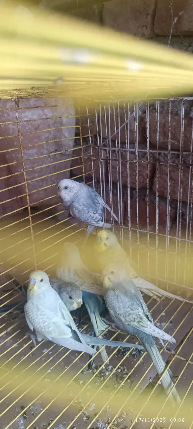 هشتا مرغ عشق اسپنگل|پرنده|خان ببین, |دیوار