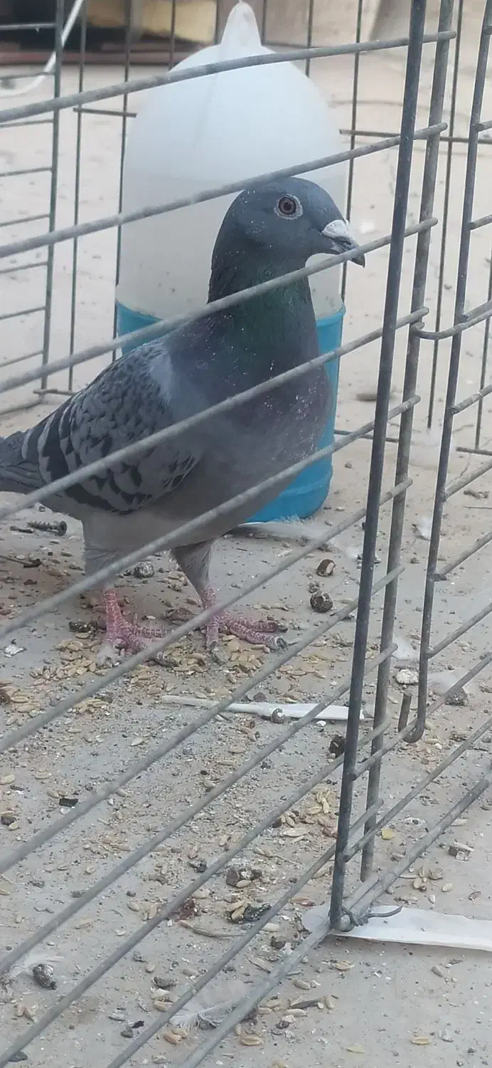 کبوتر پلاکی دو عدد با یک جفت طوقی سرخ کاکولی|پرنده|حمیدیا, |دیوار