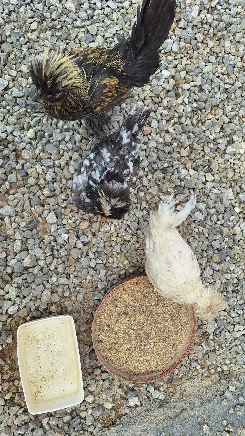 فروش جوجه|پرنده|سمیرم, |دیوار