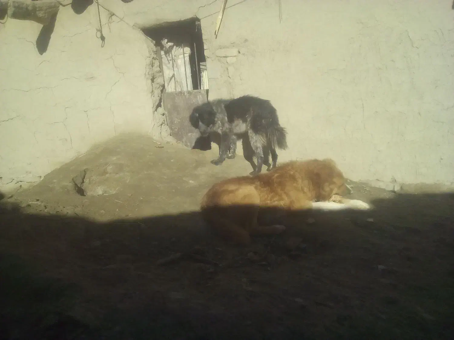 سگ گمشده|سگ|ساروق, |دیوار