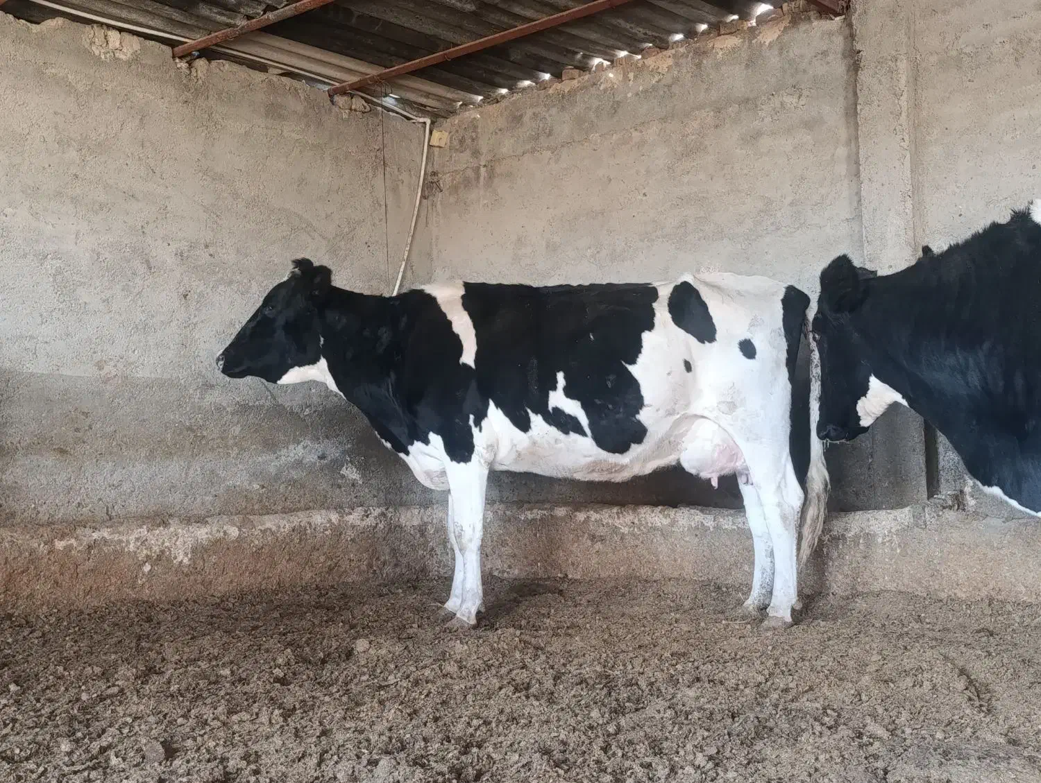 گاو زایده|حیوانات مزرعه|قوچان, |دیوار