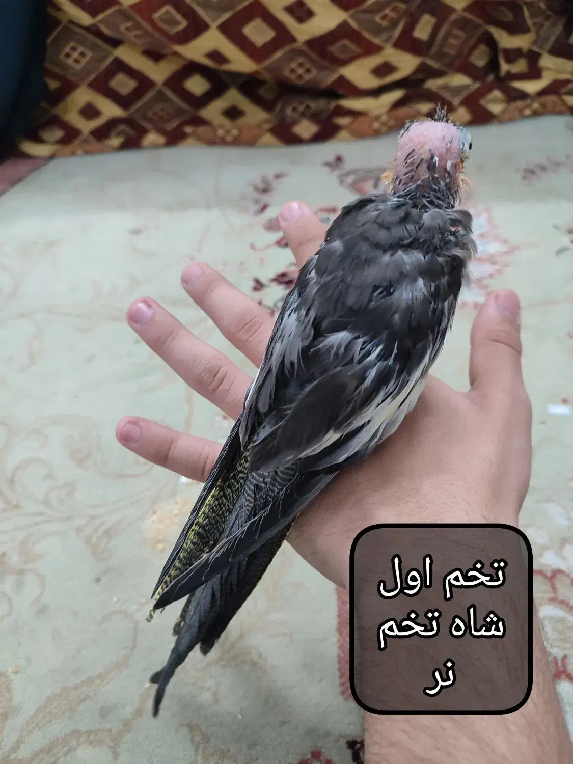 جوجه عروس هلندی دون خور|پرنده|مشهد, منزل آباد|دیوار