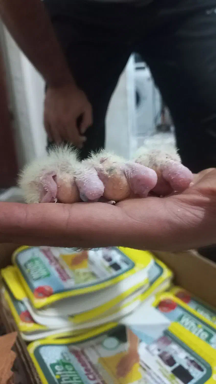 جوجه عروس هلندی|پرنده|قزوین, |دیوار