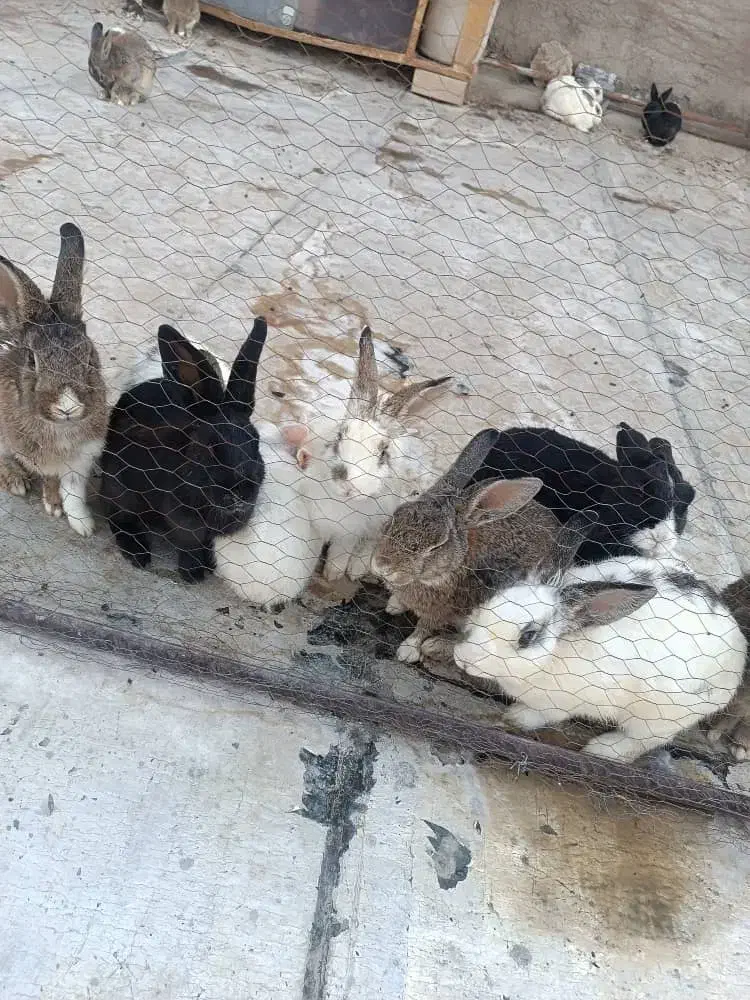 فروش خرگوش|موش و خرگوش|پاکدشت, شهرک انقلاب|دیوار