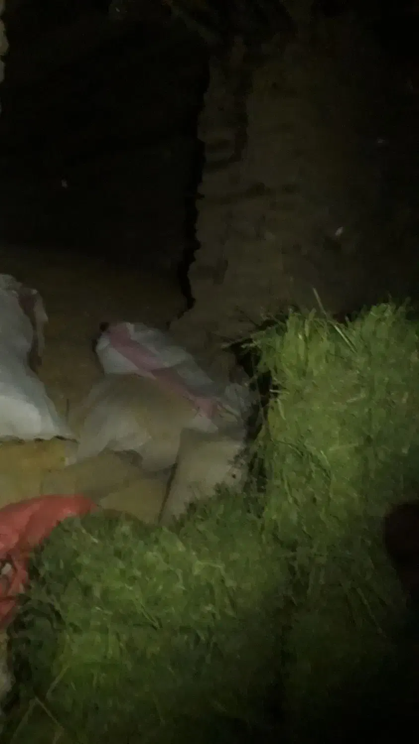 ۵خروار کاه، جو ۱۵۰۰کیلو و۲خرواریونجه|لوازم جانبی حیوانات|معصومیه, |دیوار