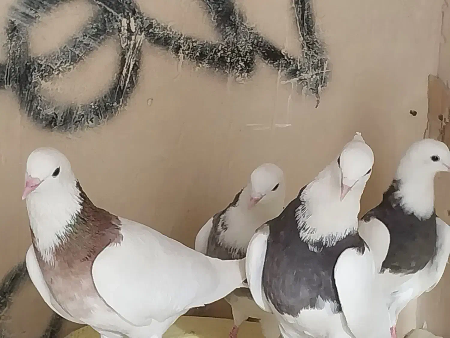 کبوتر|لوازم جانبی حیوانات|کبودرآهنگ, |دیوار