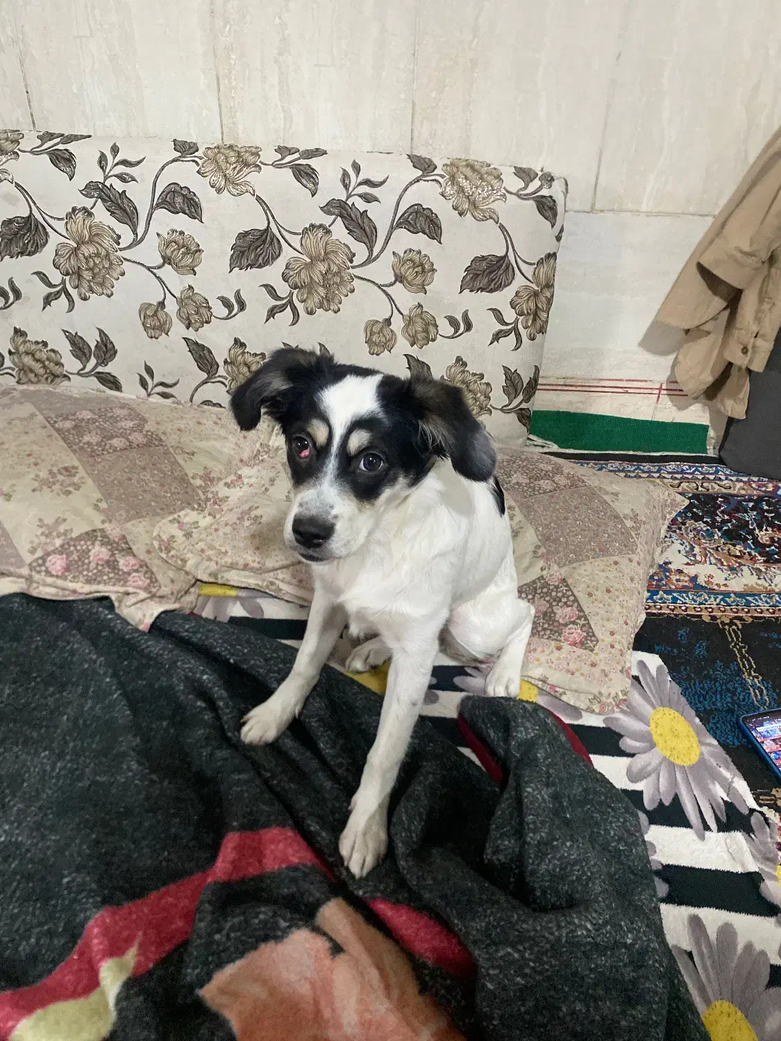 واگذاری سگ اشپیتز رایگان|سگ|مشهد, شهید بصیر|دیوار