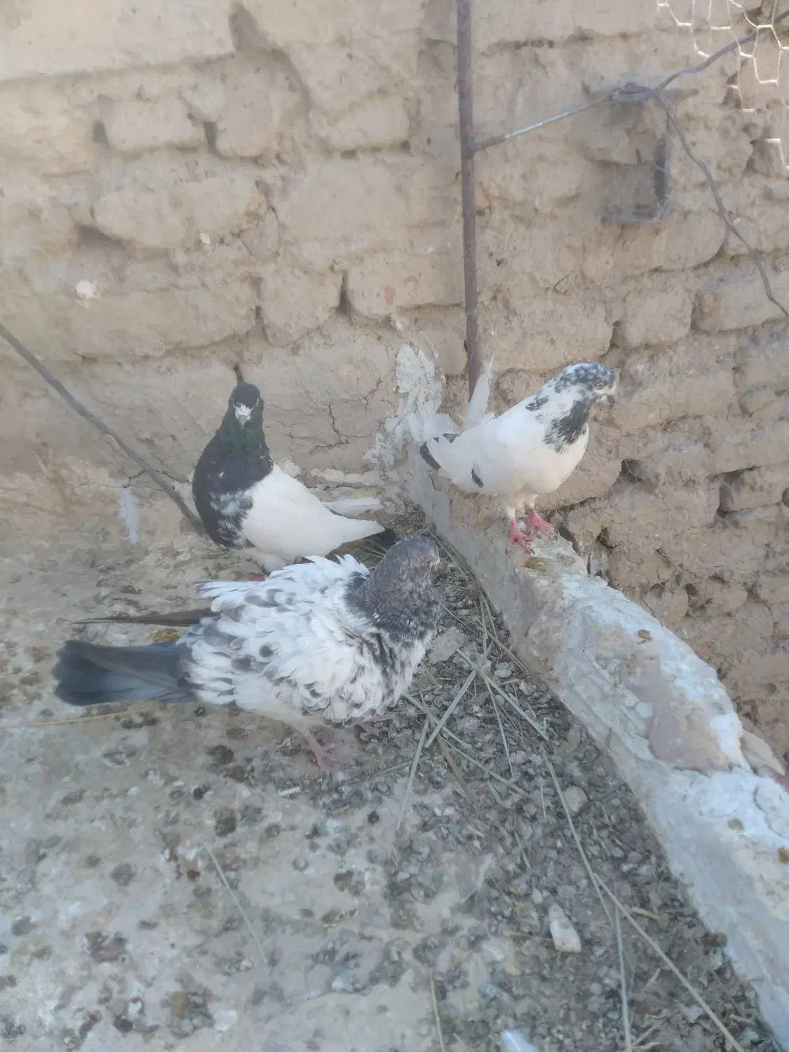 جفت کله ای|پرنده|زهک, |دیوار