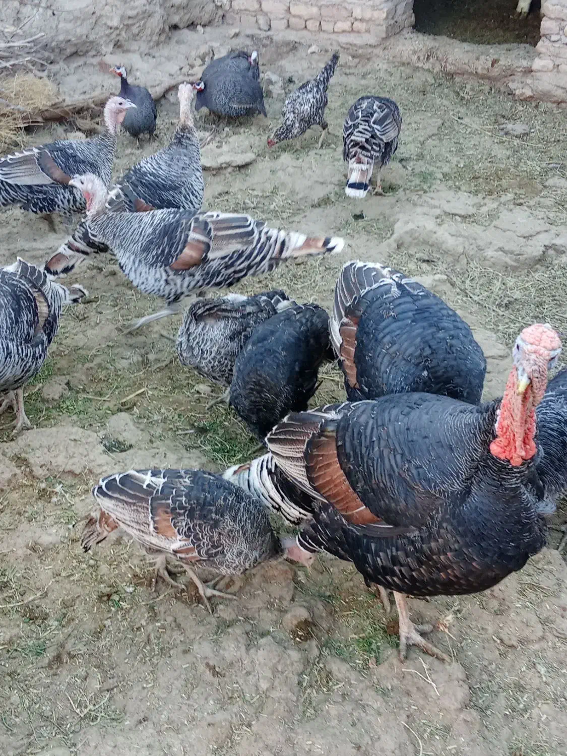 بوقلمون محلی|حیوانات مزرعه|خمک, |دیوار