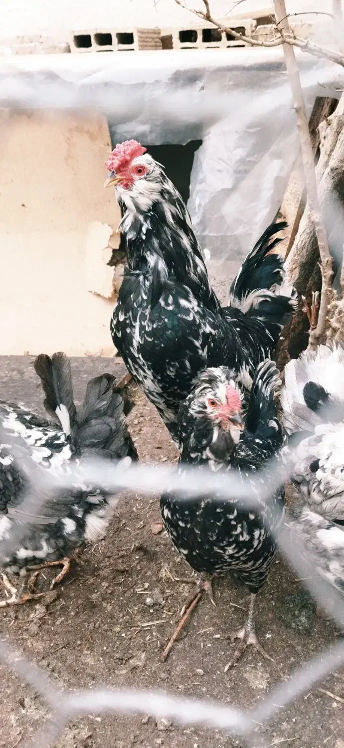 تخم گلین|حیوانات مزرعه|شاهین‌شهر, سعدی شمالی|دیوار