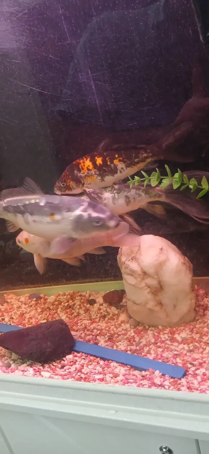 فروش ۵ عدد و تکی ماهی کوی|ماهی|کرج, حسن آباد|دیوار