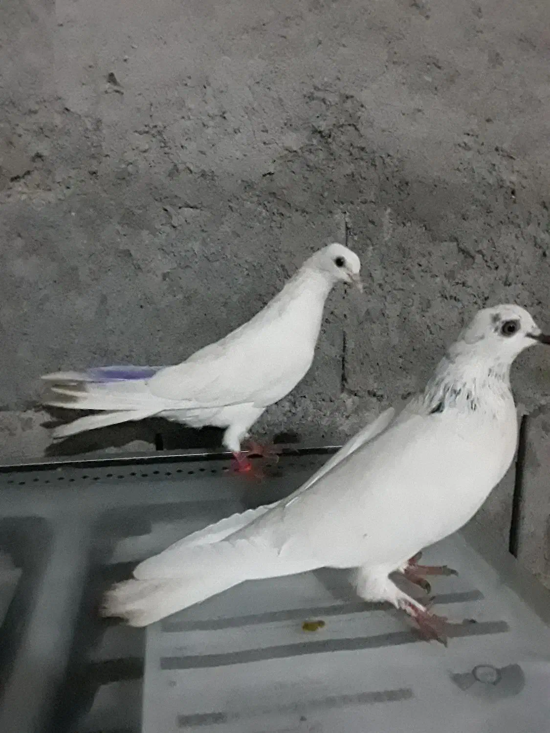 کفتر پرشی|پرنده|میناب, |دیوار