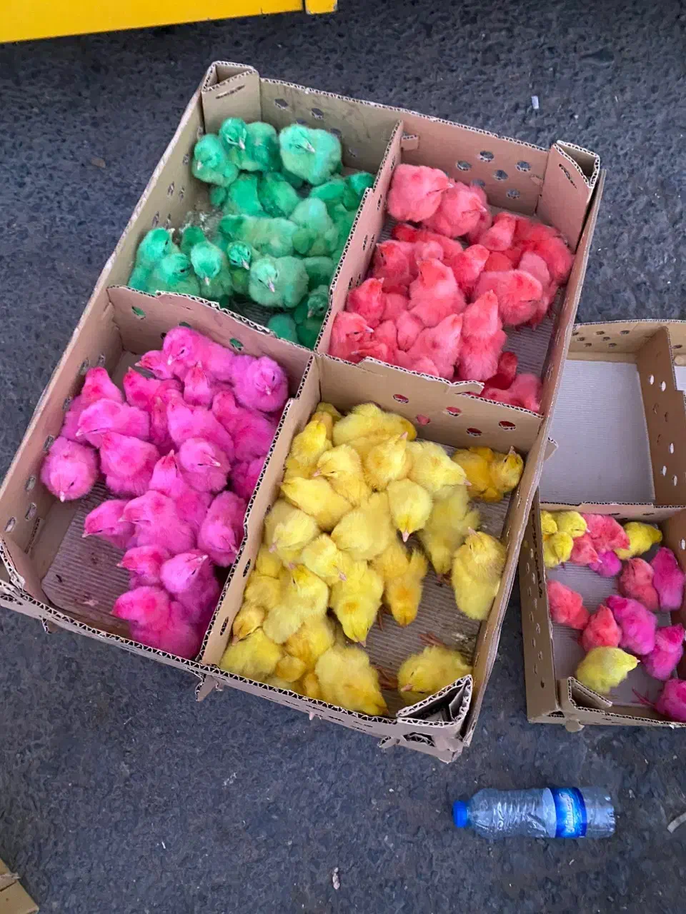 جوجه رنگارنگ نوروز|حیوانات مزرعه|ساوه, |دیوار